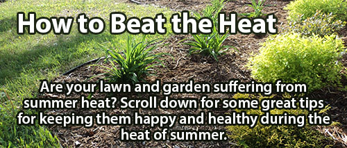 Nashville Summer Heat Getting Your Plants Down?